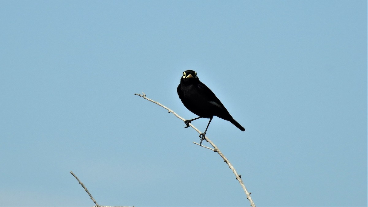 Spectacled Tyrant - ML279629721