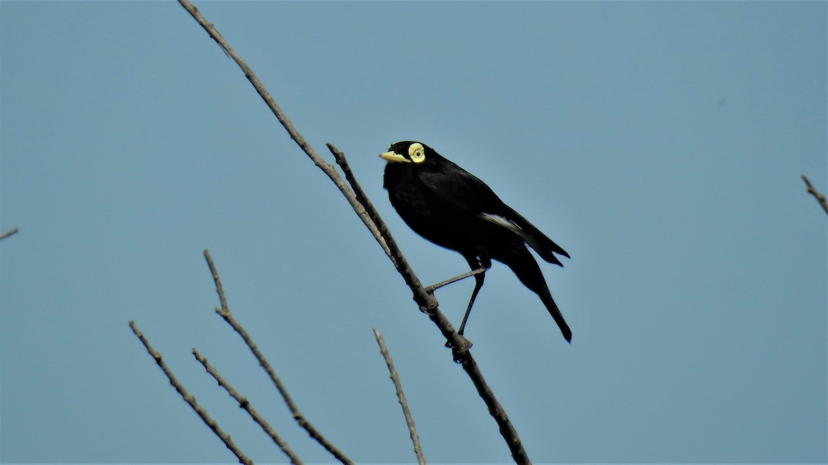 Spectacled Tyrant - ML279629731