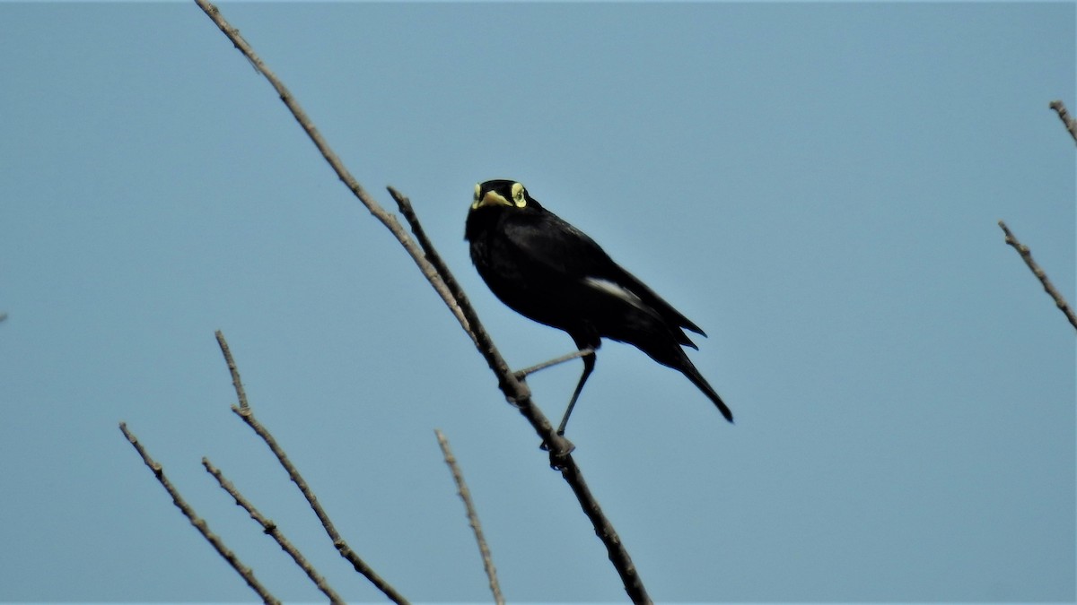 Spectacled Tyrant - ML279629741