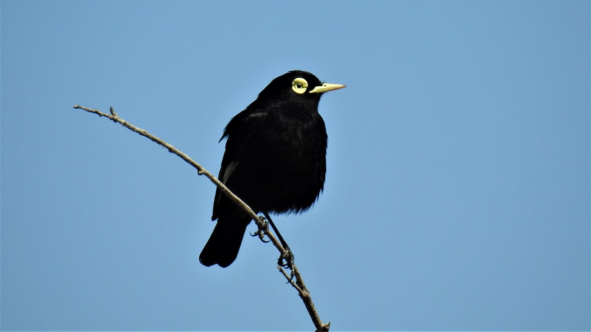 Spectacled Tyrant - ML279629751