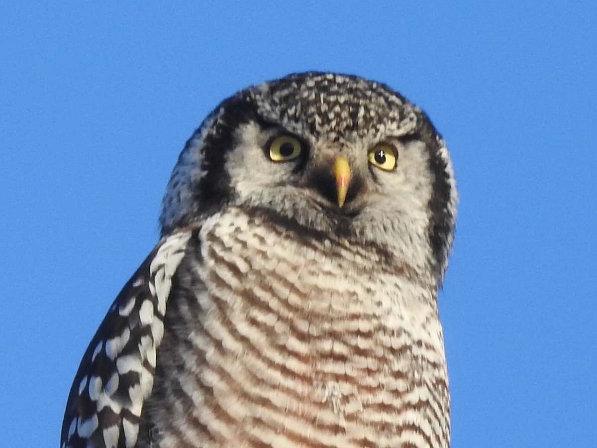 Northern Hawk Owl - Dan Stoker