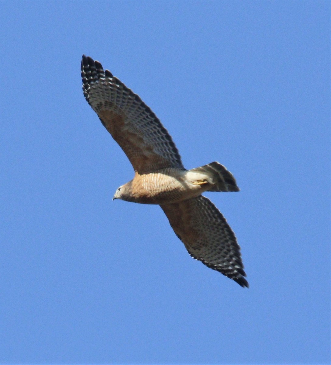 Red-shouldered Hawk - ML279630111