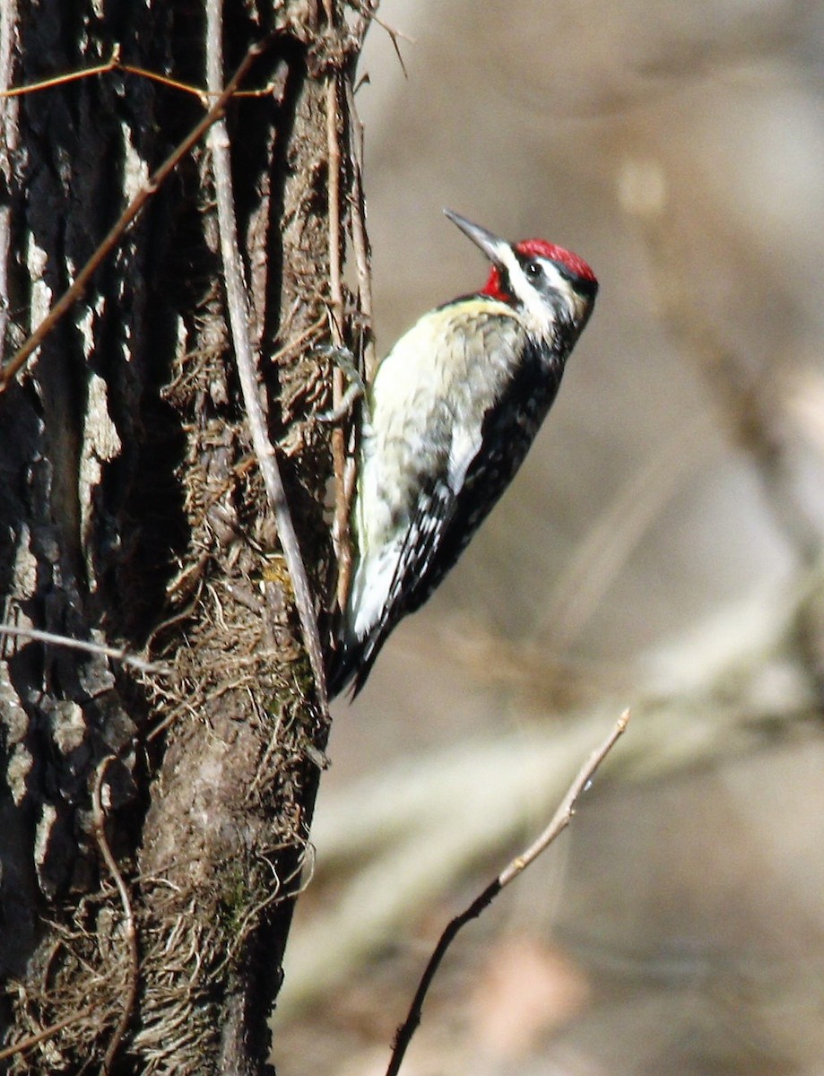 Yellow-bellied Sapsucker - ML279630141