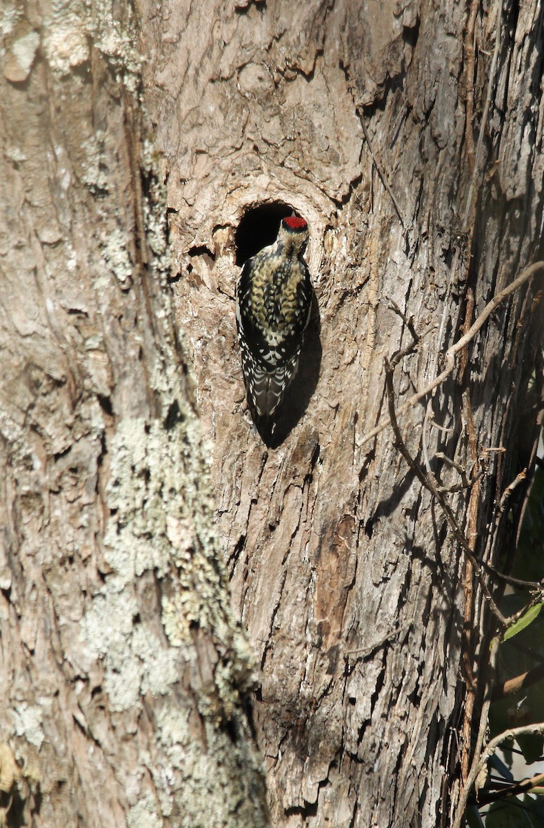 Yellow-bellied Sapsucker - ML279630161