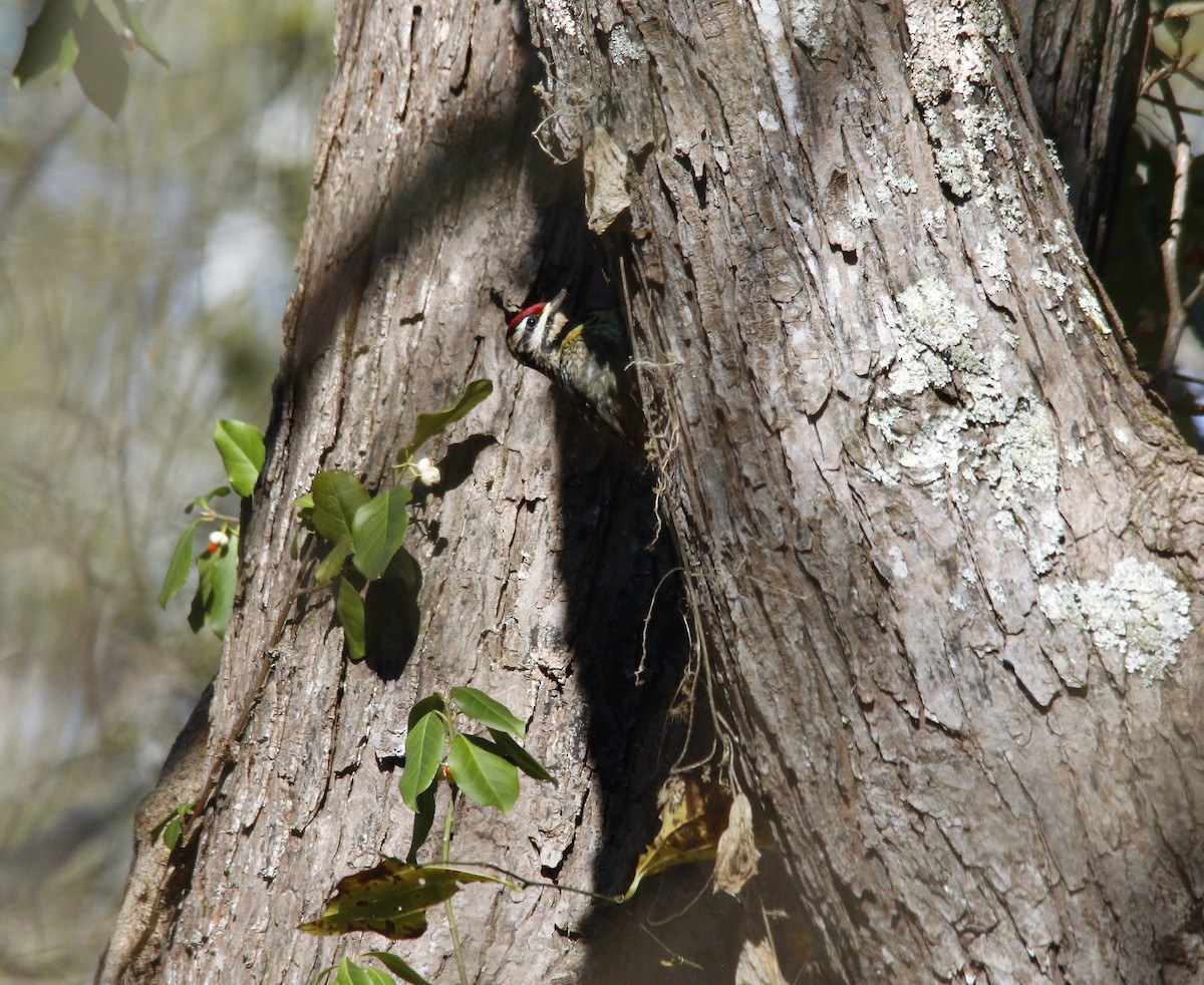 Yellow-bellied Sapsucker - ML279630171