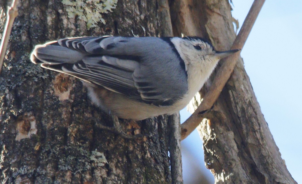 White-breasted Nuthatch - ML279630261