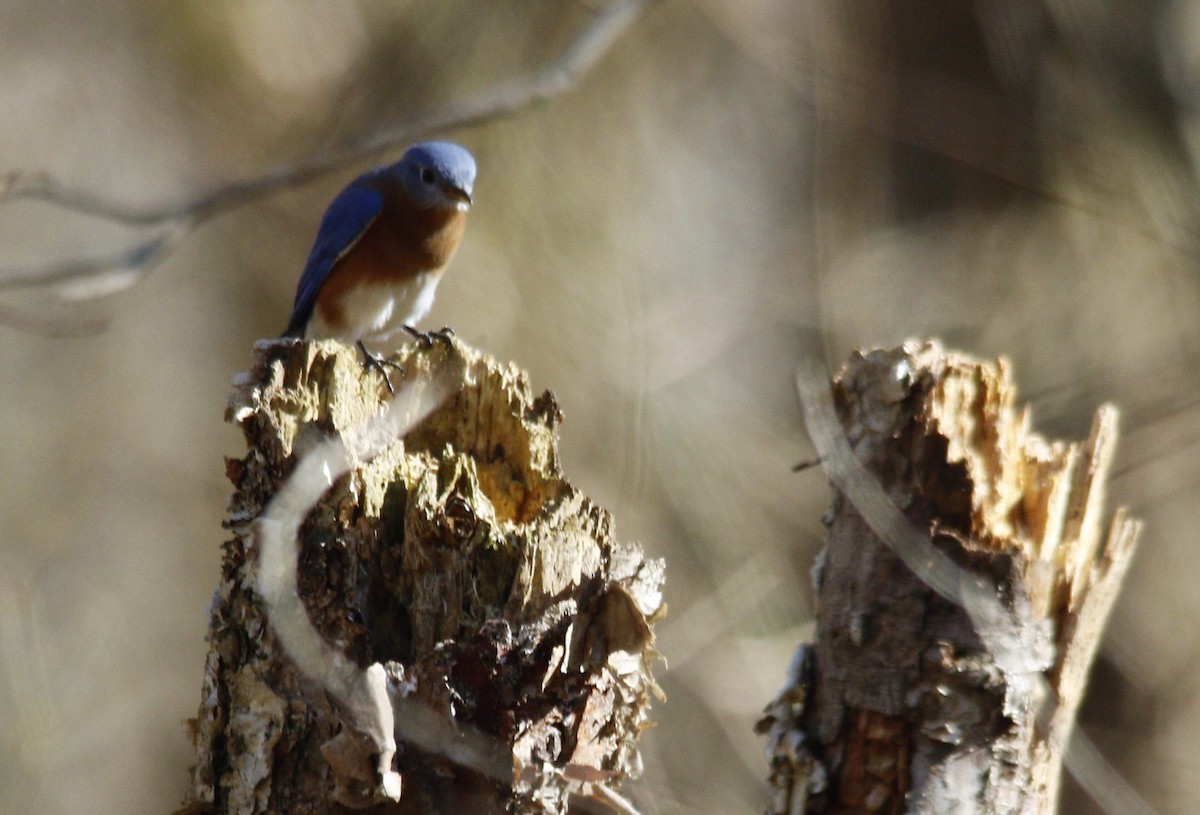 Eastern Bluebird - ML279630331