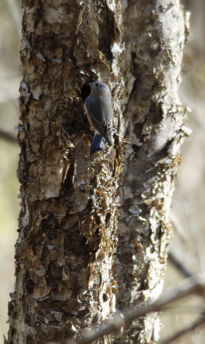 Eastern Bluebird - ML279630361