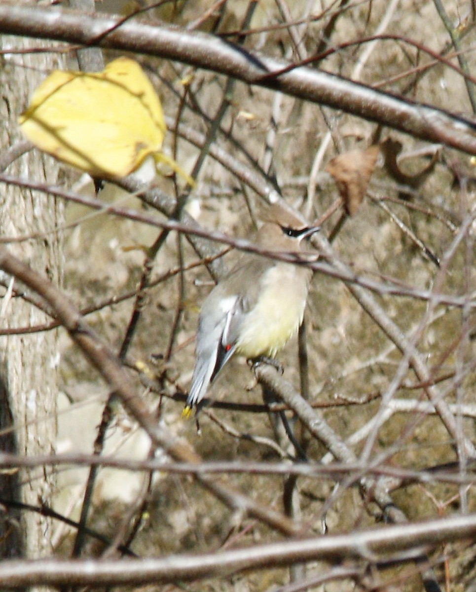 Cedar Waxwing - ML279630371