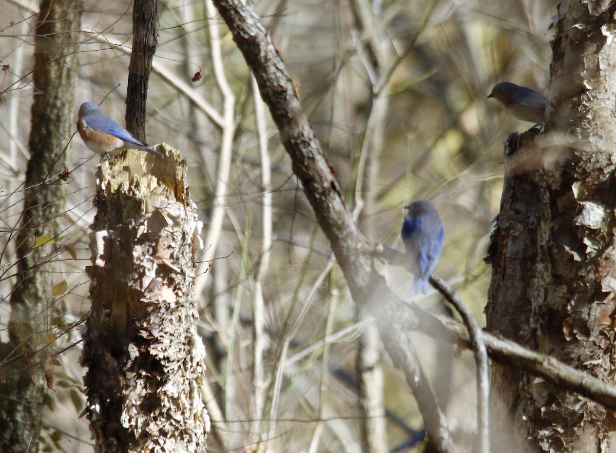 Eastern Bluebird - ML279630391