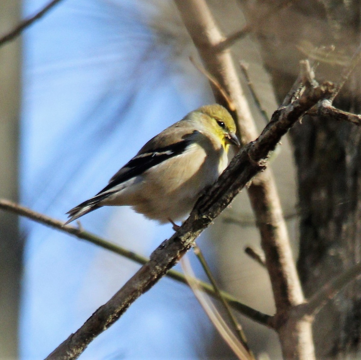 American Goldfinch - ML279630431