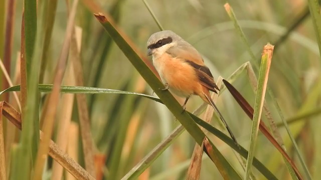 タカサゴモズ - ML279630461