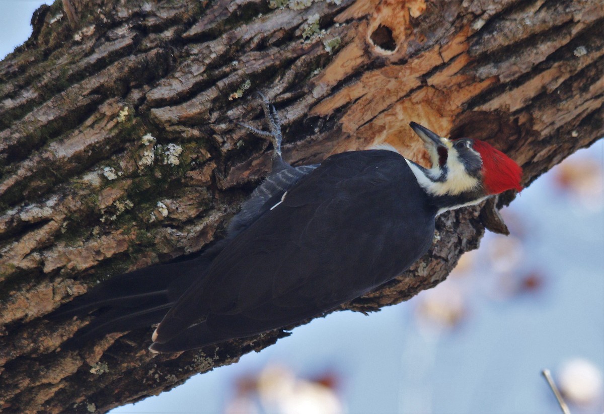 Pileated Woodpecker - ML279630641