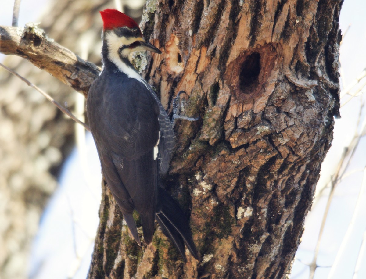 Pileated Woodpecker - ML279630681