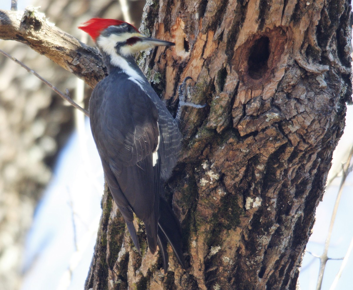 Pileated Woodpecker - ML279630691