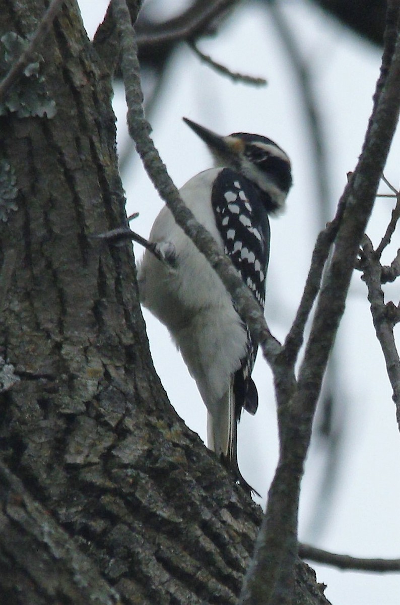 Hairy Woodpecker (Eastern) - ML279630941