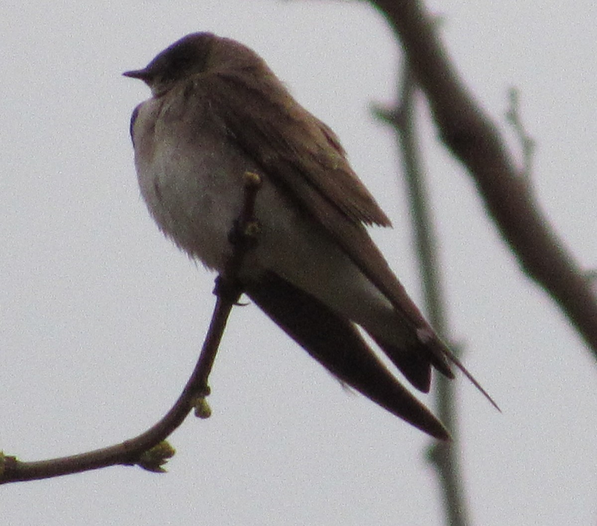 Northern Rough-winged Swallow - ML27963271
