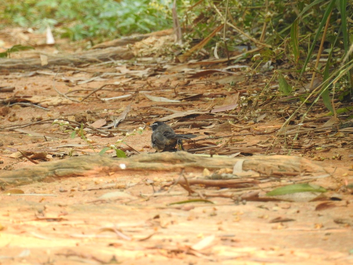 Spot-breasted Fantail - ML279632961