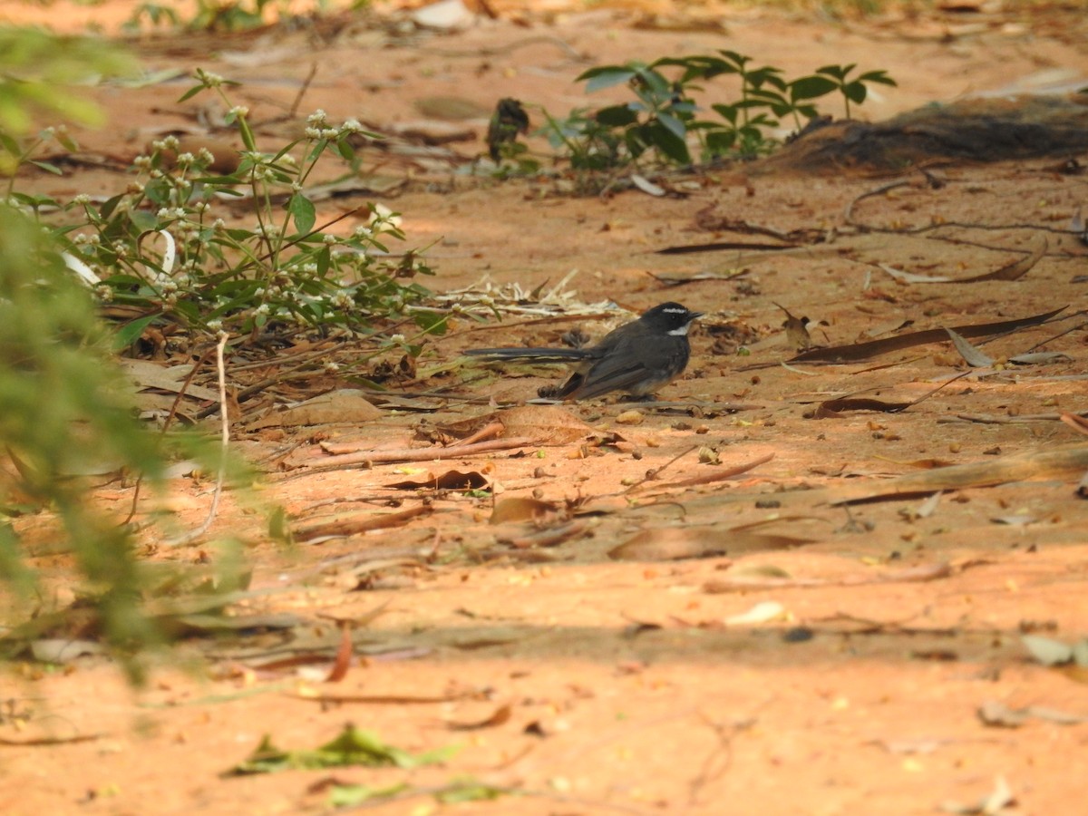 Spot-breasted Fantail - ML279632971