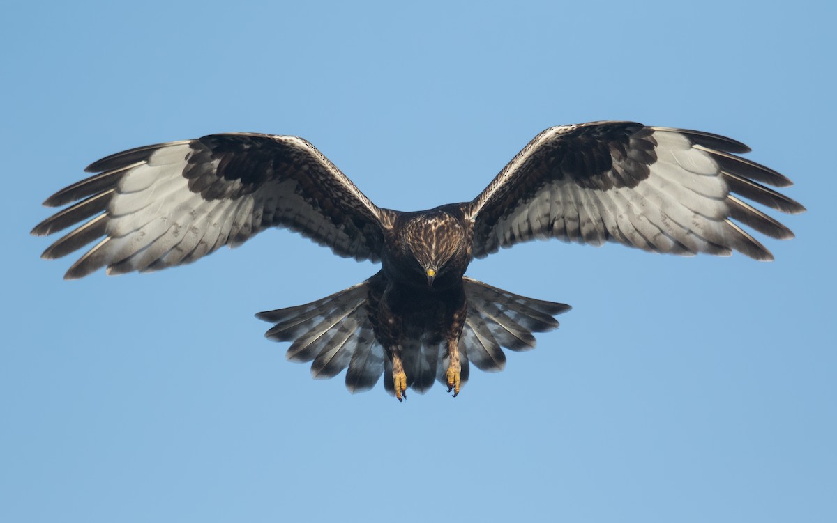 Rough-legged Hawk - Darlene Friedman