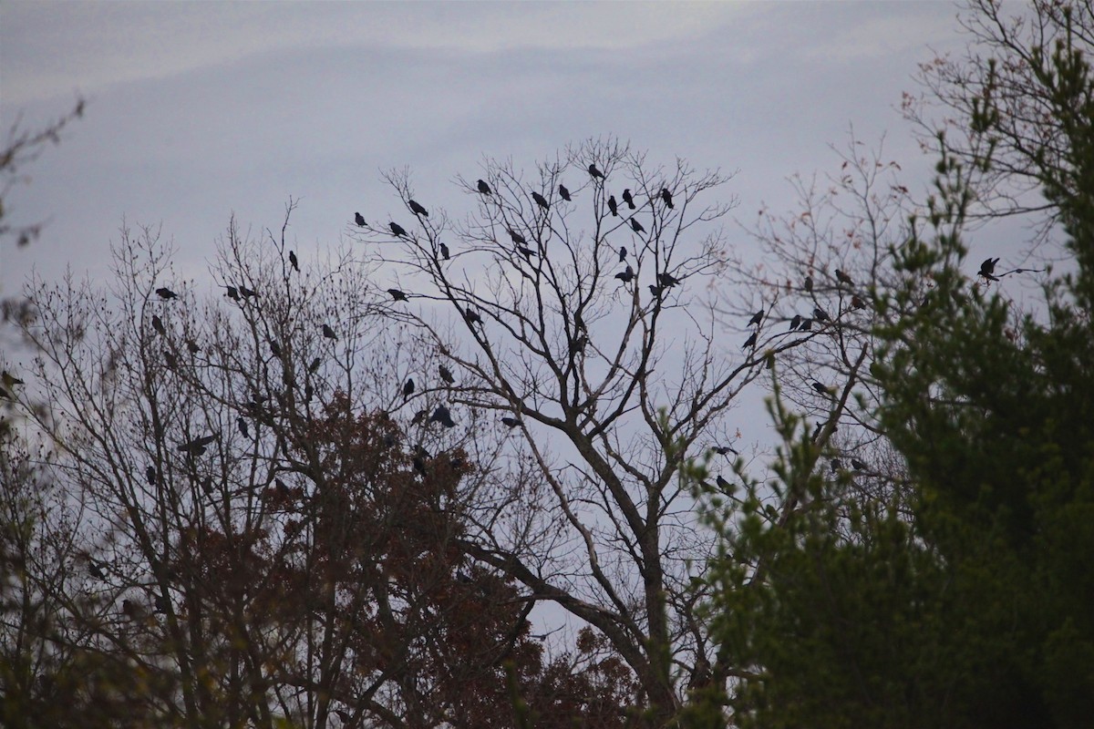 American Crow - ML279637411