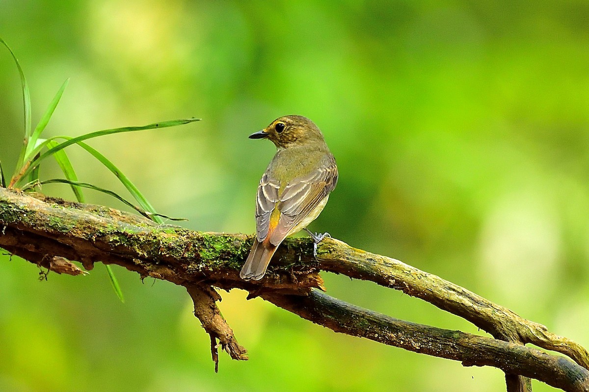 Narcissus Flycatcher - ML279638931