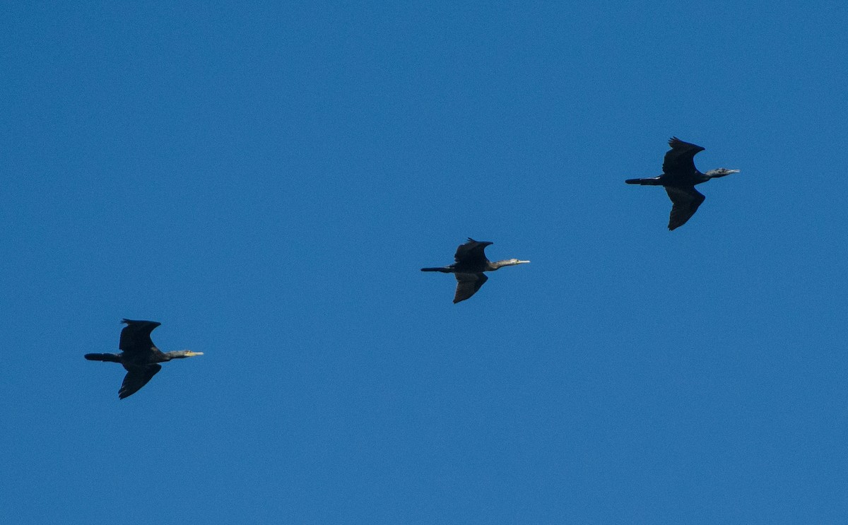 Great Cormorant - SWARUP SAHA