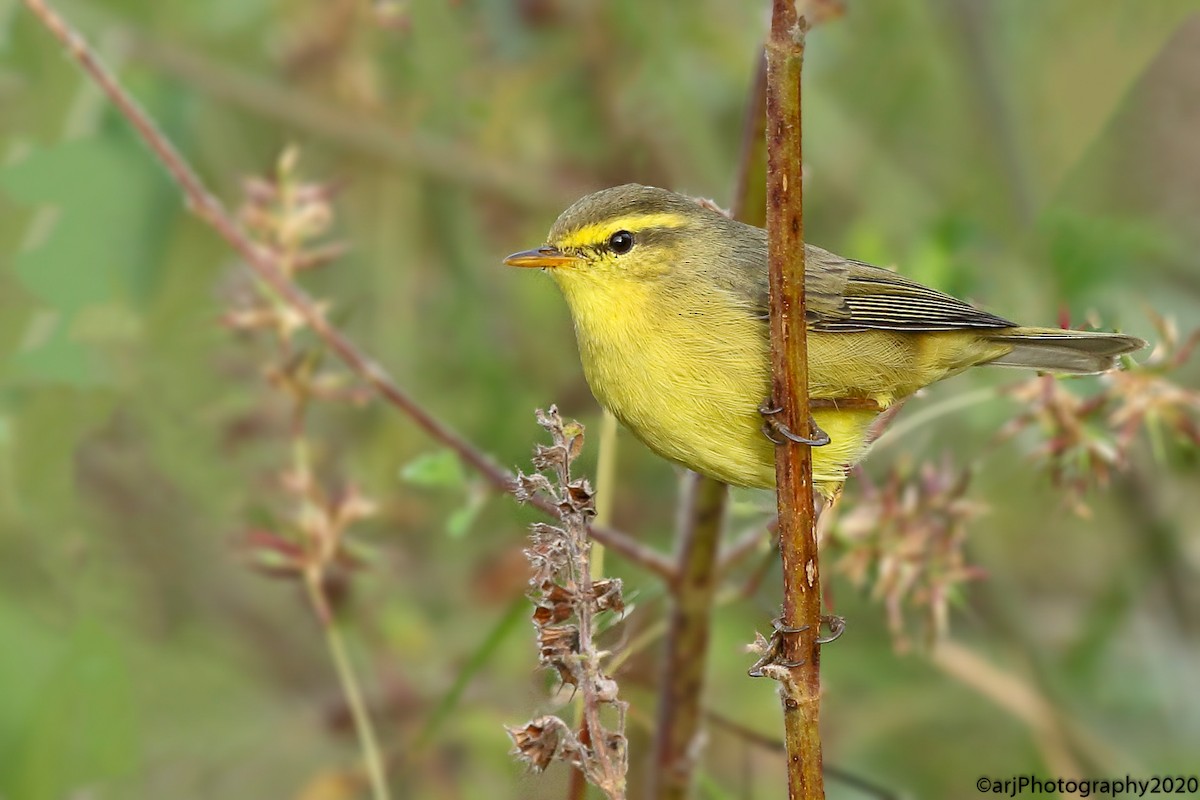 キバラムシクイ（affinis/perflavus） - ML279640401