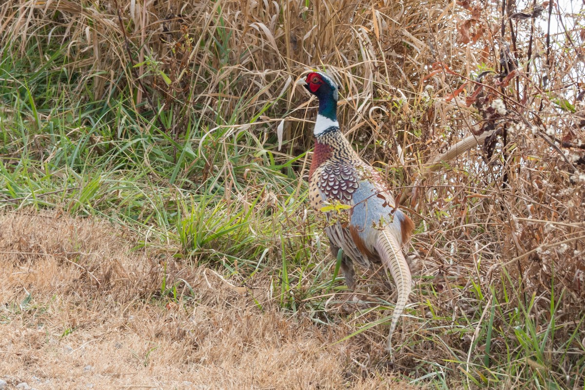 Ring-necked Pheasant - ML279641001