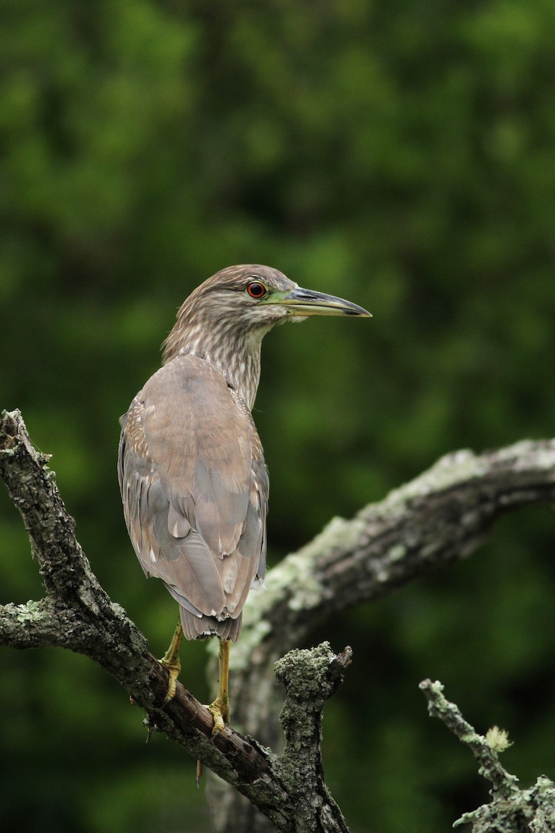 Black-crowned Night Heron - ML27964191