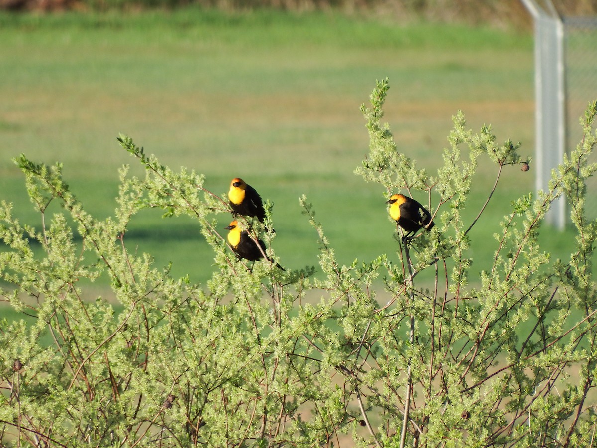 Yellow-headed Blackbird - ML27964261