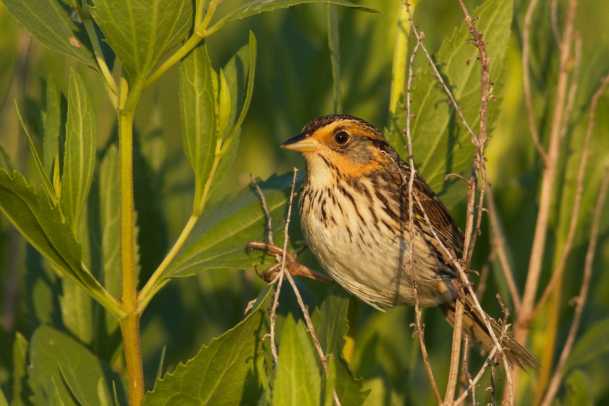 Saltmarsh Sparrow - Evan Lipton