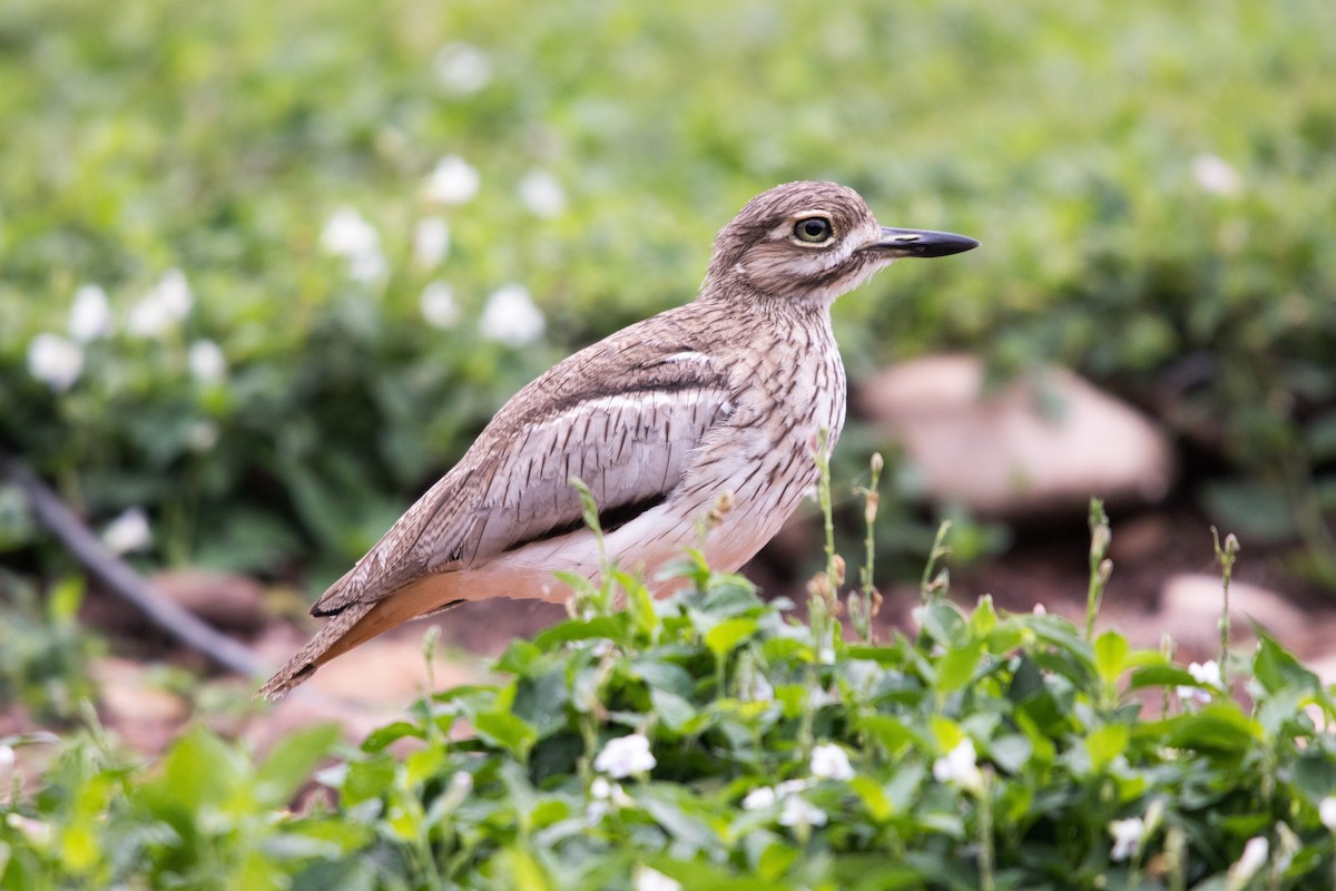 Water Thick-knee - ML279643371