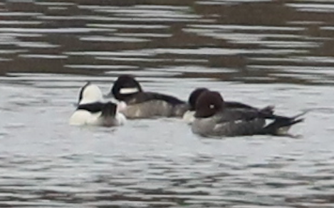 Common Goldeneye - ML279645181