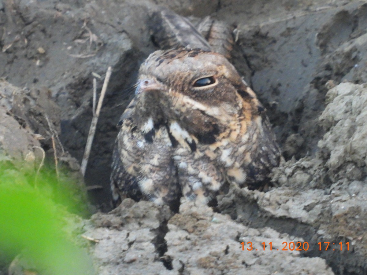 Indian Nightjar - ML279645591