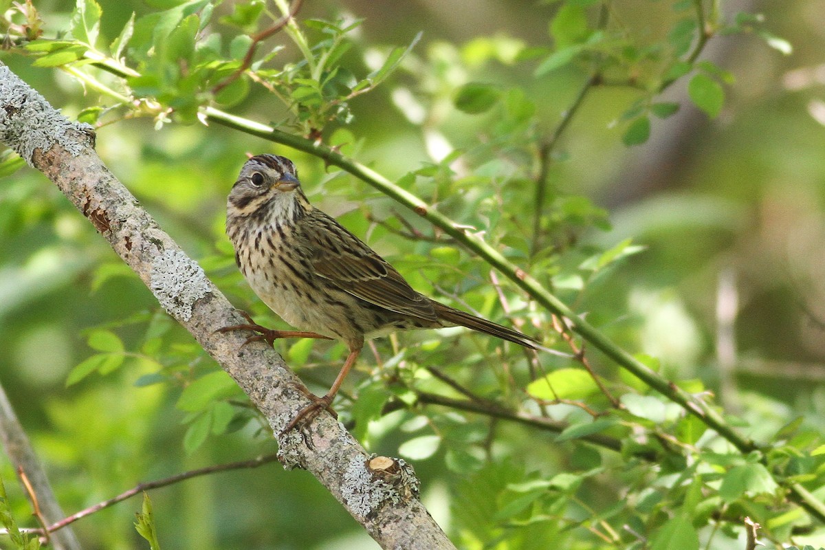 Lincoln's Sparrow - ML27964571