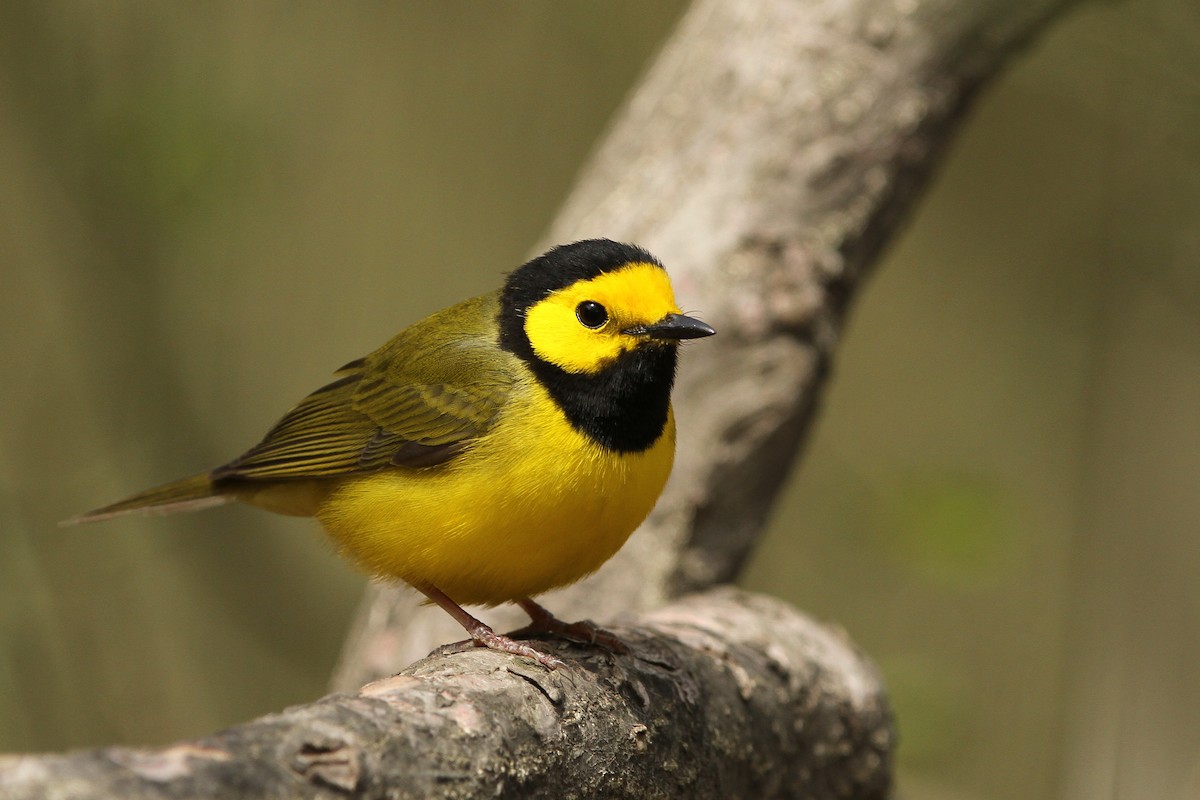Hooded Warbler - Evan Lipton