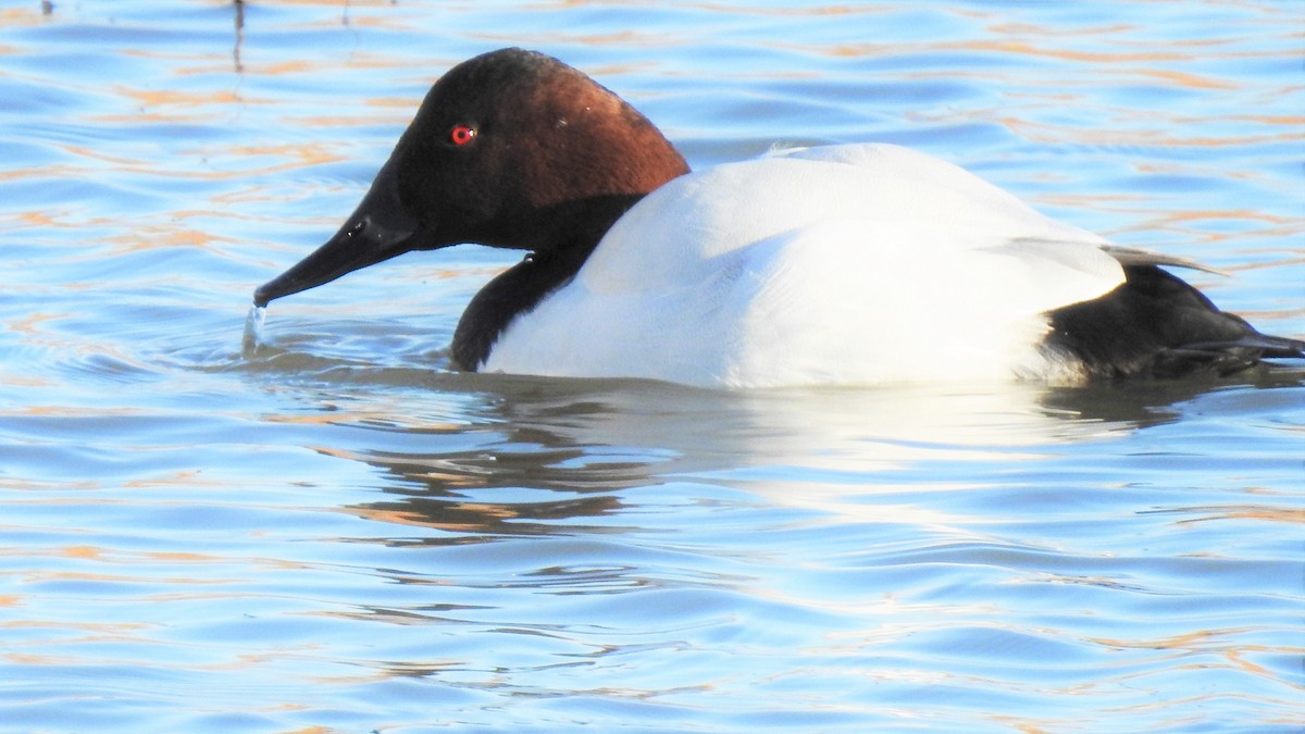 Canvasback - ML279648271