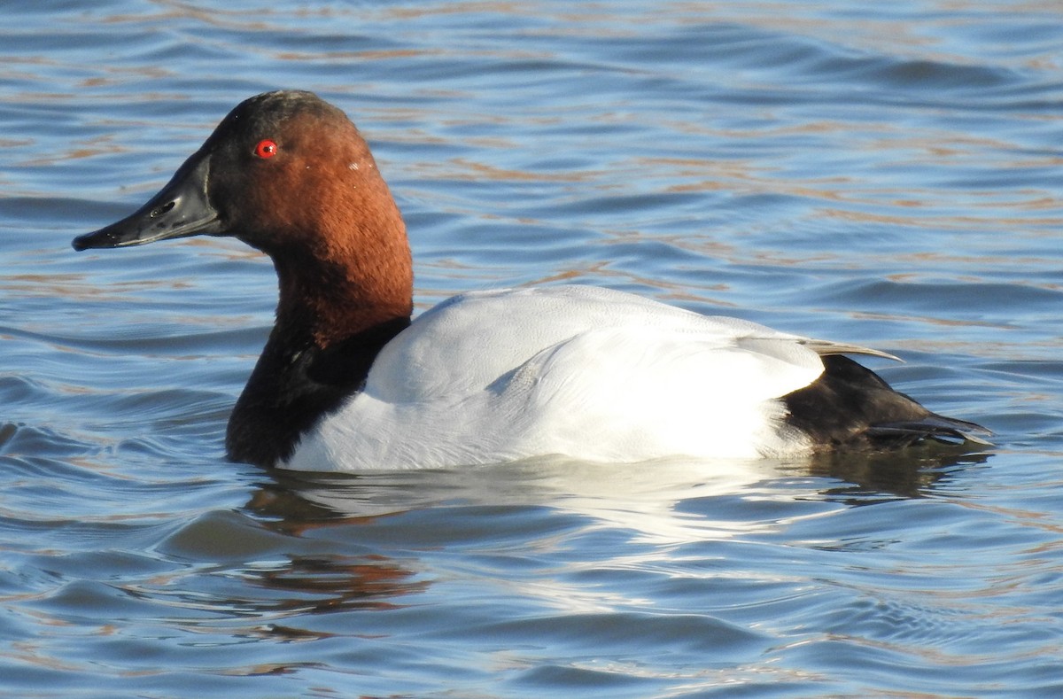 Canvasback - Mike Ellery