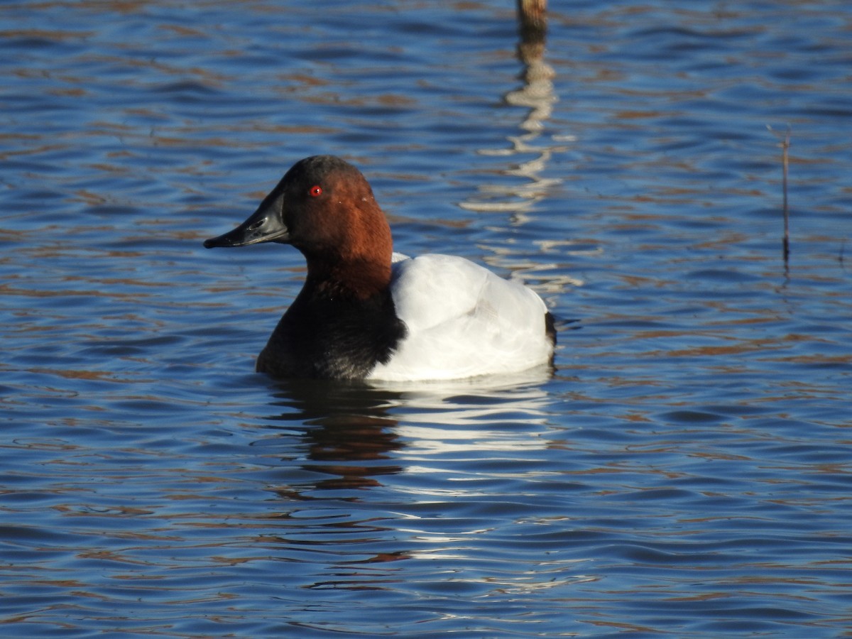 Canvasback - ML279648541