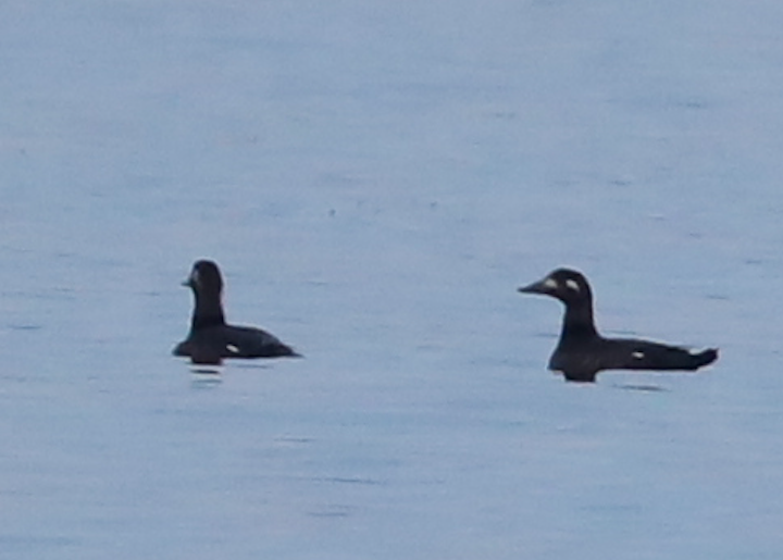 White-winged Scoter - ML279648821