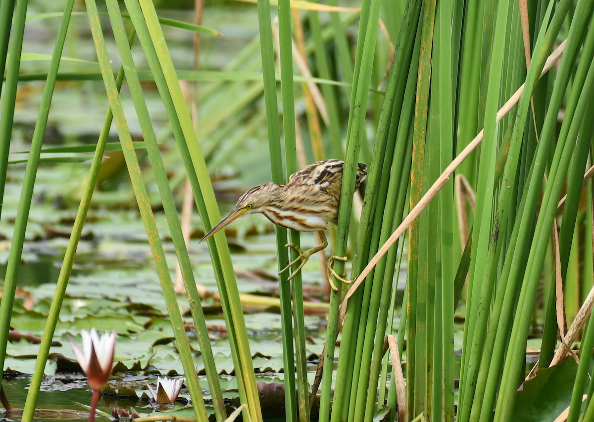 Yellow Bittern - ML279648981