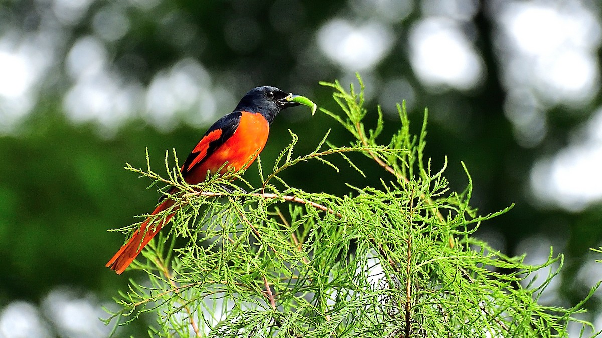 Minivet écarlate - ML279649721