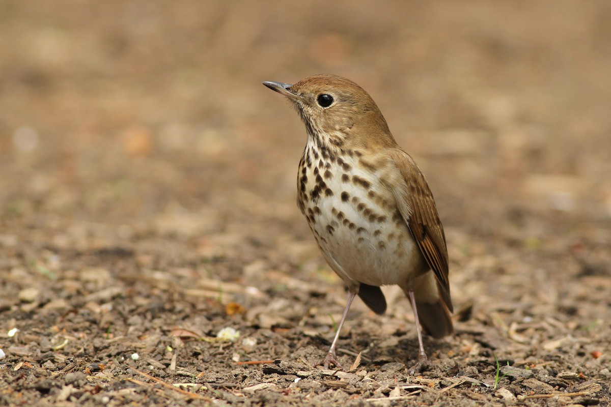 Hermit Thrush - ML27964981