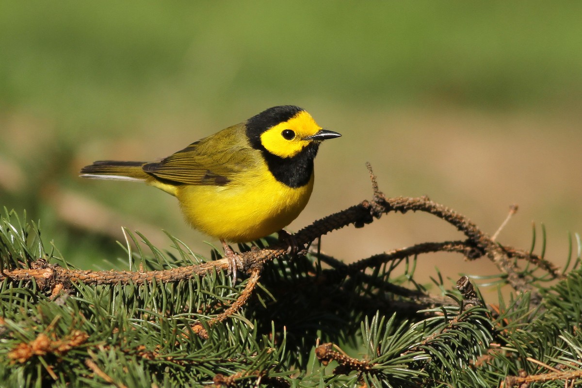 Hooded Warbler - ML27965011