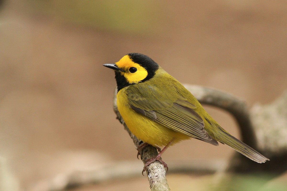 Hooded Warbler - Evan Lipton