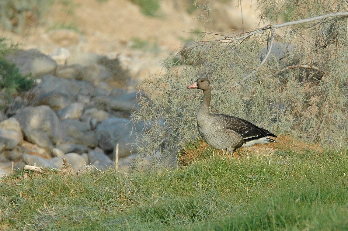 Sakarca (albifrons) - ML279650921