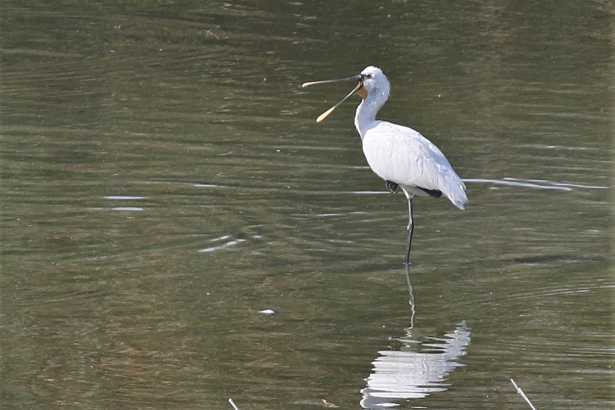 Eurasian Spoonbill - ML279650931