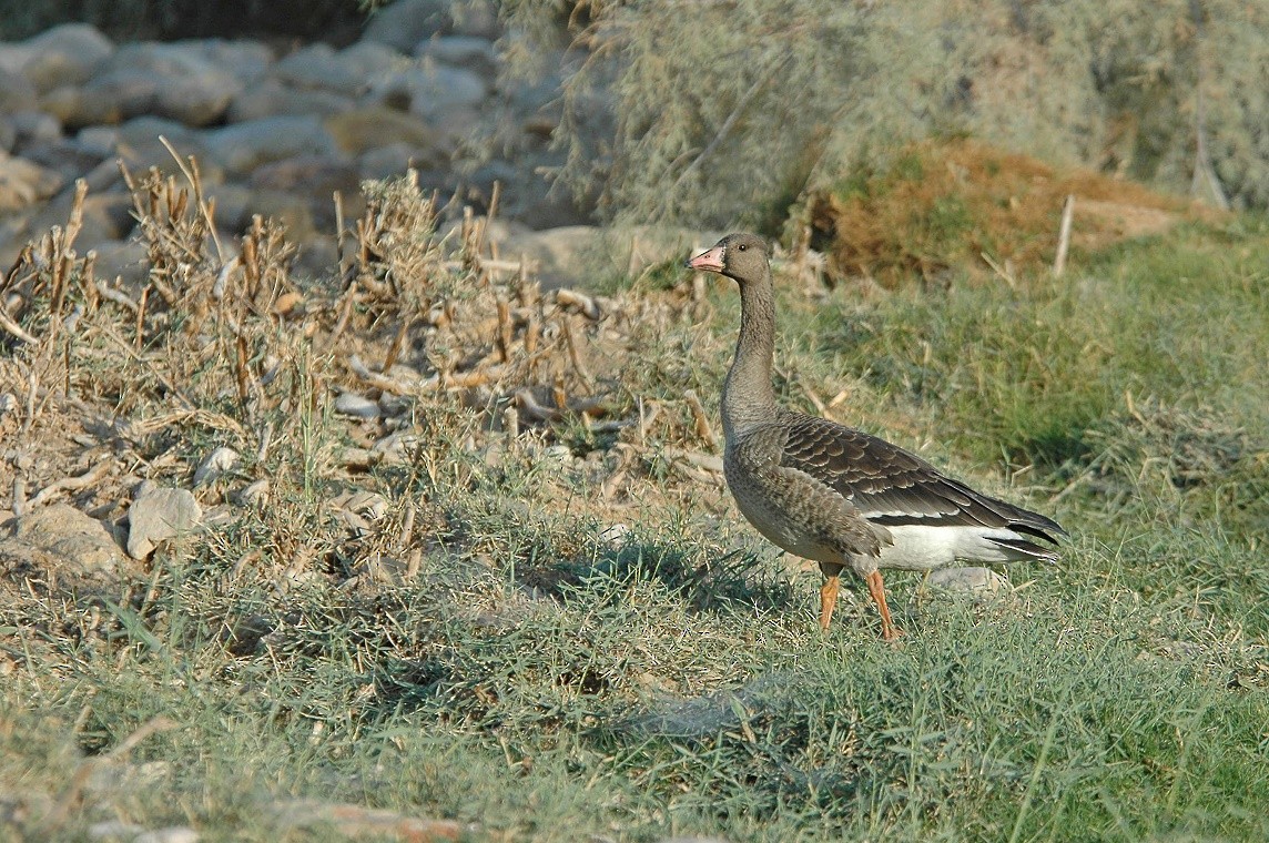 Sakarca (albifrons) - ML279650951