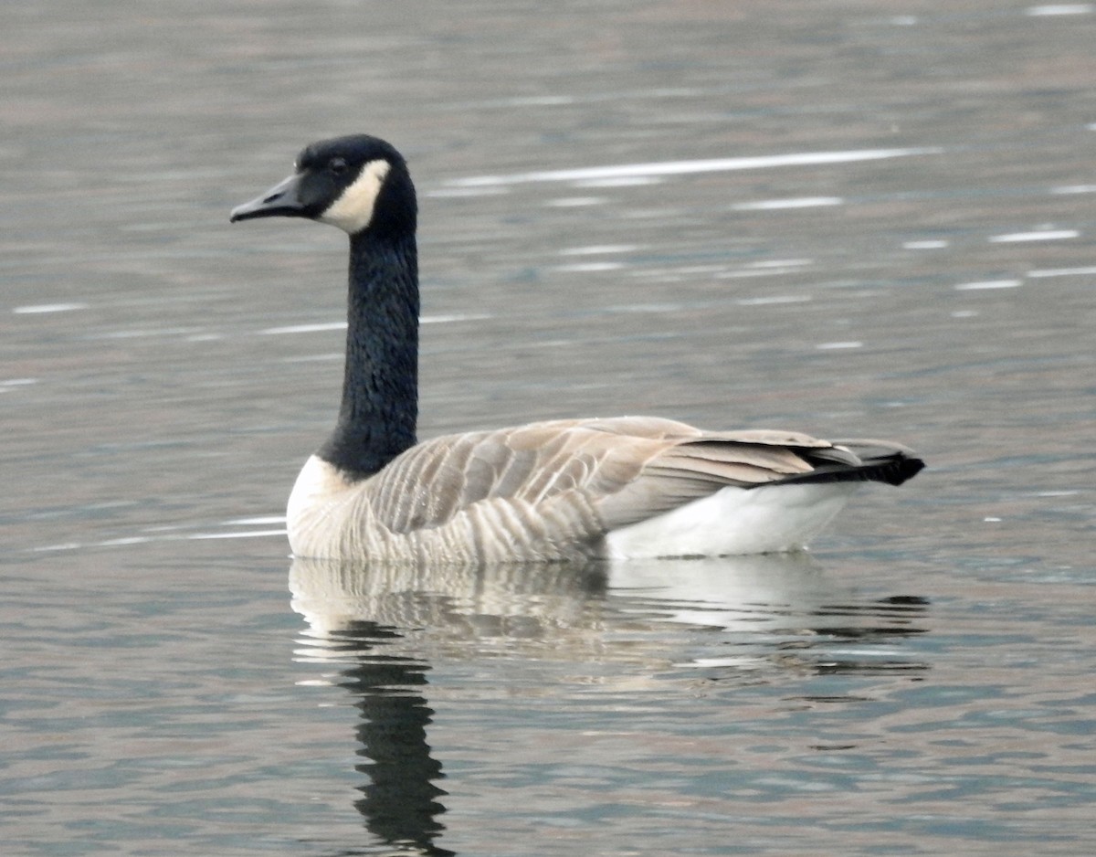 Canada Goose - ML279651631